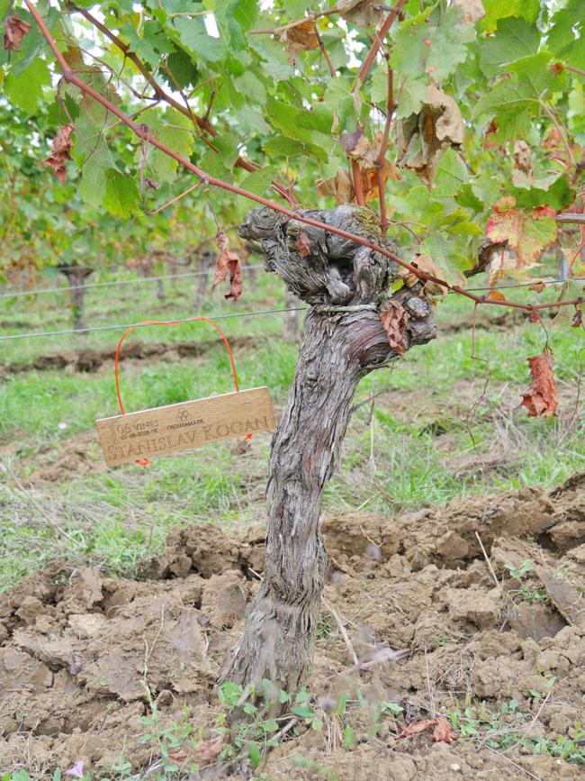 Виноградник на урожай